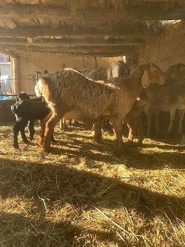 номер приюта для животных бишкек: Продаю | Овца (самка) | Арашан | Для разведения | Матка — 2