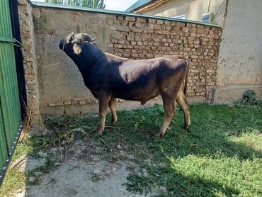 бычки на откорм: Продаю | Бык (самец) | На откорм | Племенные — 4