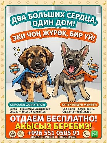 питомники собак в бишкеке: Собака даром: Овчарка, 3 месяца, Самец — 1