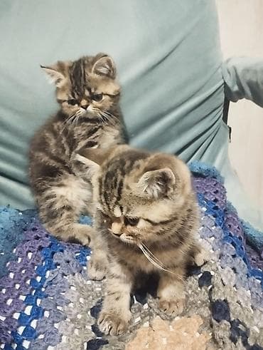 абиссинские котята: Экзотическая, 3 месяца, Девочка, Приучена к лотку — 2