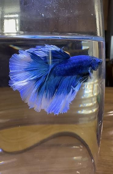 декоративные рыбы: Бойцовые рыбки (Betta splendens), декоративные самцы с роскошными — 5