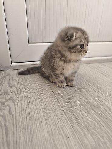 Шотландский котёнок, окраса серебристый табби (мрамор/полосатый). Ушки at lalafo.kg Шотландский котёнок, окраса серебристый табби (мрамор/полосатый). Ушки