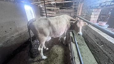 каракол ит: Сатам | Уй (ургаачы), Музоо | Сүт алуу үчүн | Байланган — 3