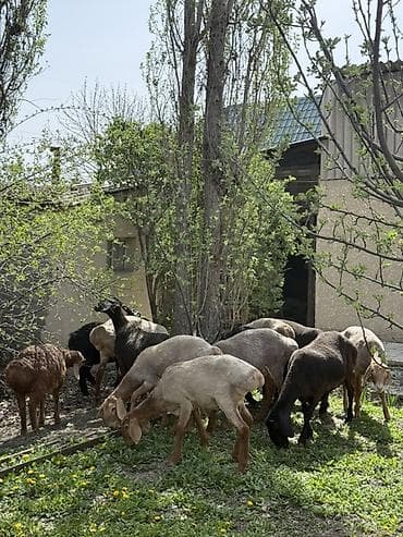 пастушья собака: Продаю | Овца (самка) | Арашан | Для разведения | Матка, Ярка, Ягнившаяся — 2