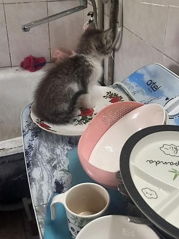 приют для котят: 3 месяца, Мальчик, Метис — 3