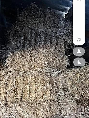 Грызуны: Продаю тюки по всем вопросам обращайтесь по телефону номеру — 1