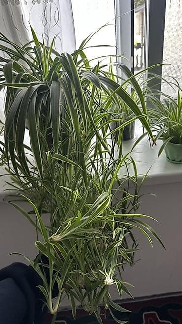 детк: Хлорофитум (Chlorophytum comosum) с пестрыми листьями. Куст с длинными — 2