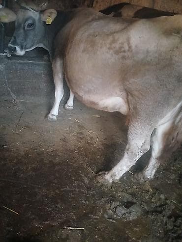 сухое молоко для животных: Продаю | Корова (самка) | Алатауская | Для разведения, Для молока | Стельные — 4