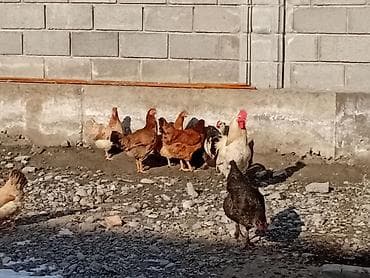 букет цветов бишкек: Сатьлат — 1