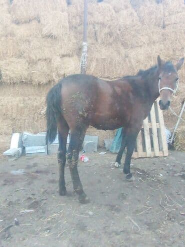 продаю доберман: Продаю | Жеребец | Для разведения, Рабочий | Племенные — 7