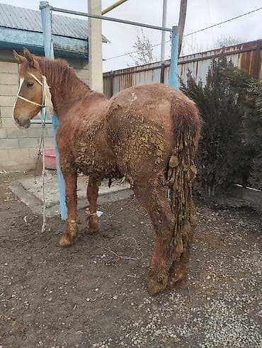 быки сементал: Продаю | Жеребец | На забой — 2