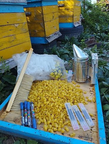 Курулуш жабдуулары: Принимаем заказы на: маточник, не плодных маток плодных маток — 2