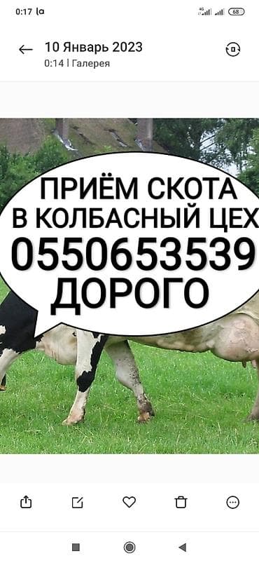 Частное лицо, Колбасный цех : Коровы, быки, Лошади, кони, | Круглосуточно, Любое состояние, Забитый