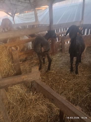 жаны асый: Сатам | Ургаачы кой (ургаачы) | Көбөйтүү үчүн | Жасалма жол менен боозутуу — 3