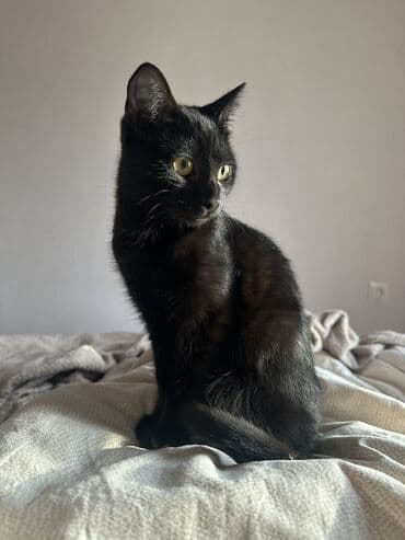 Продажа кошек: 3 месяца, Девочка, Приучена к лотку — 2