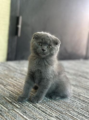 котята дарлм: Шотландский вислоухий котёнок (Scottish Fold), окрас: сплошной — 1