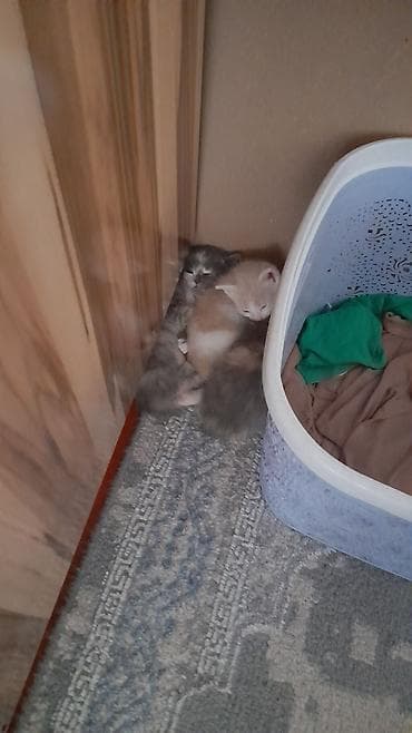 scottish fold: Котята домашние от пушистой кошки-мамы. Описание: - Помёт из — 3