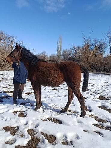 Башка жаныбарлар: Сатам | Тай | Жумушка — 2