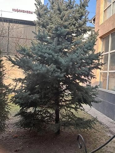 фруктовые деревья: Саженцы деревьев: Ели — 7