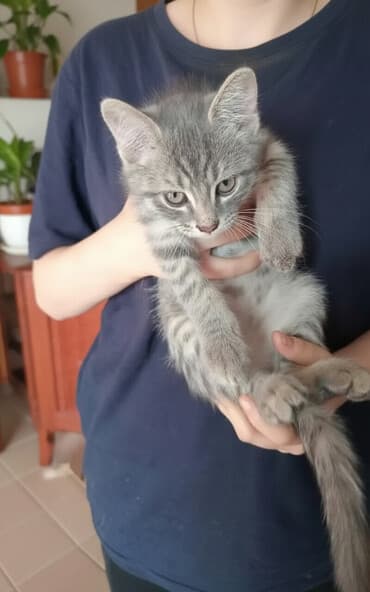 стерилизовать кошку или нет: Экзотическая, 2 месяца, Мальчик, Серый, Метис, Приучена к лотку — 1