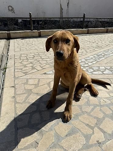 обмен на хаски: Щенок среднего размера, рыжего окраса. Короткая плотная шерсть — 2