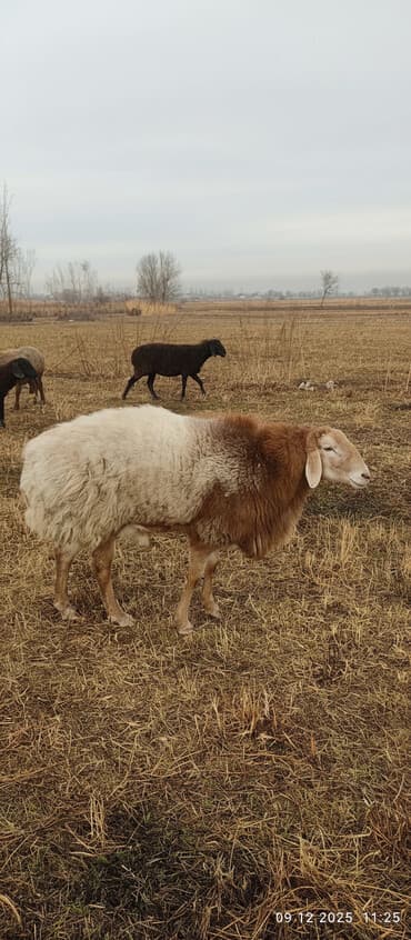 племенные коровы молочные купить: Продаю | Баран (самец) | Для разведения | Племенные — 2