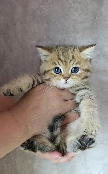 домик бутка: Скотиш Страйт (Шотландская прямоухая), 2 месяца, Мальчик, Золотая шиншилла, Приучена к лотку — 5