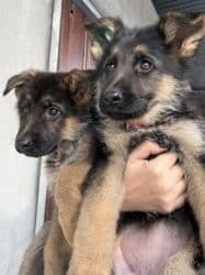 купить собаку породистую: 🐾 Щенки немецкой овчарки 🐾 Продаются красивые, породные щенки — 2