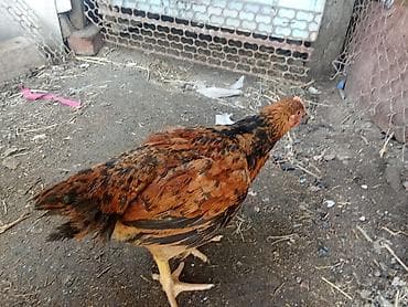 клетки для кур: Продаю | Куры | Домашняя, Кучинская | Несушки — 3