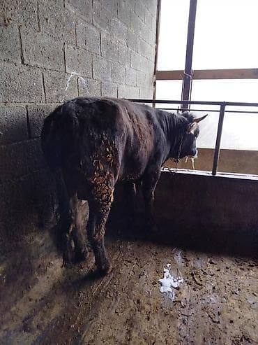 каровы кара балта: Продаю | Бык (самец) | Алатауская | На откорм | Искусственник — 4