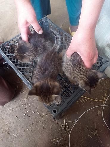 сухое молоко для котенка: Котята полосатые, короткошёрстные, классического окраса 1 штук 100 сом — 2