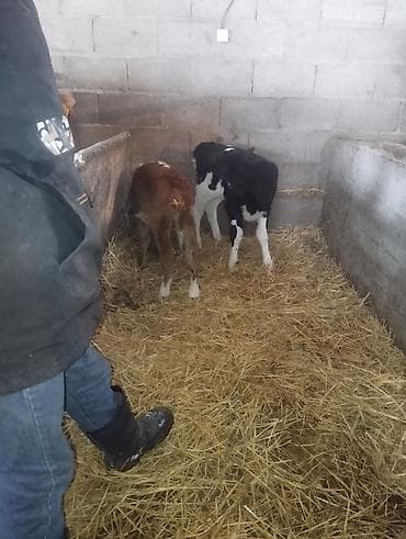 теленок ангус: Продаю | Музоо, торпок | Для разведения — 3