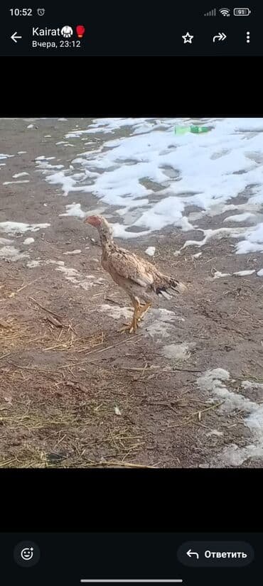 малёк рыбы: Продаю | Петух | Бойцовая | Для разведения — 1