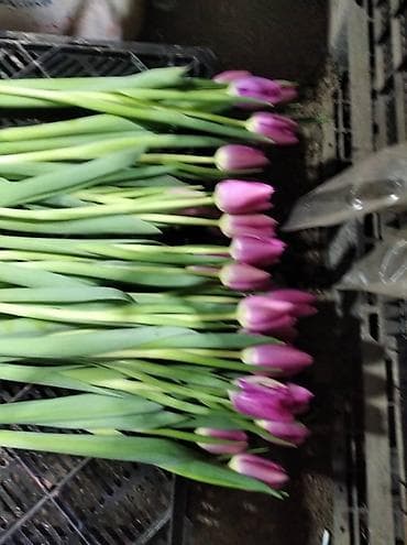 прием яблок в бишкеке: ТЮЛЬПАНЫ ТЮЛЬПАНЫ ТЮЛЬПАНЫ. принимаем заказы на тюльпаны оптом к 8 — 9