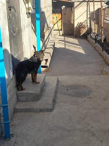 черная немецкая овчарка цена: Немецкая овчарка, 4 месяца, Самка, С прививкой, С родословной — 2