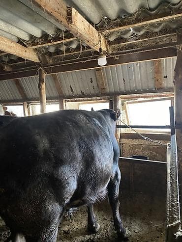 эдилбай кой: Продаю | Бык (самец) | На откорм | Привязанные — 3