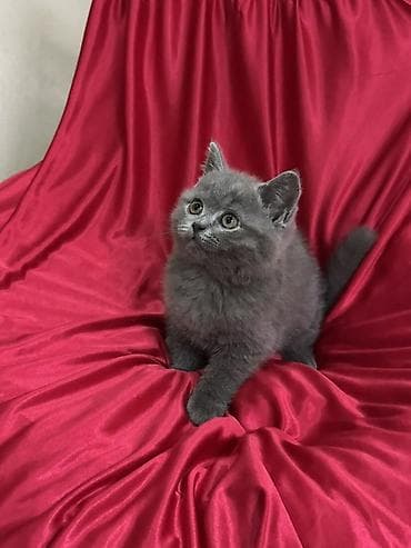Скотиш Страйт (Шотландская прямоухая), 2 месяца, Мальчик, Голубой, Приучена к лотку