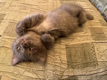 Британская короткошёрстная, 2 месяца, Девочка, Серый, Метис