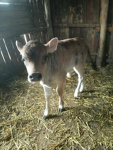 купить хорька: Продаю | Бык (самец) | На откорм | Искусственник — 2