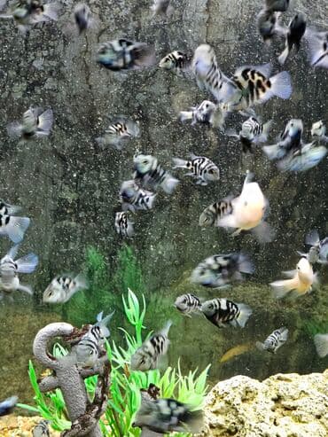 вислоухие котята бишкек цена: Цихлиды-подростки оптом! - бирюзовая акара - голубой дельфин - — 10