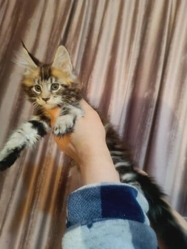 купить кошку мейн кун: Породистый котёнок мейн-кун - Окрас: тёмный табби с рыжими — 1