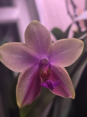 макс: В продаже большой филолендрон бурле макс 2500,орхидеи от 1000 — 5