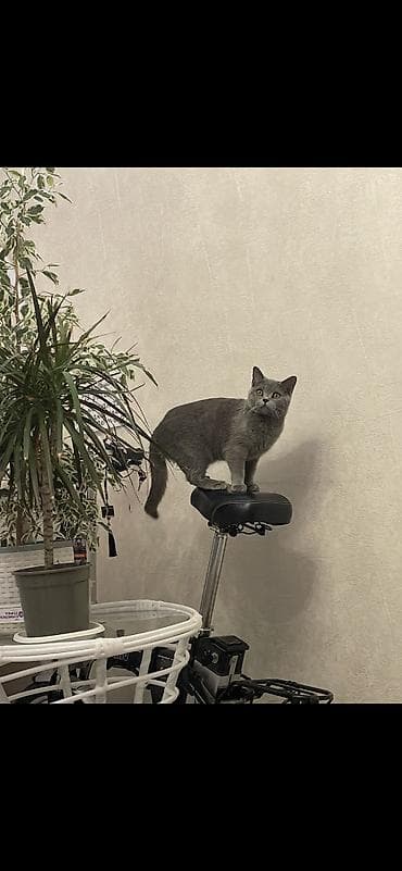 котята британские короткошерстные: Британская короткошёрстная, 1 месяц, Мальчик, Серый, Метис — 6