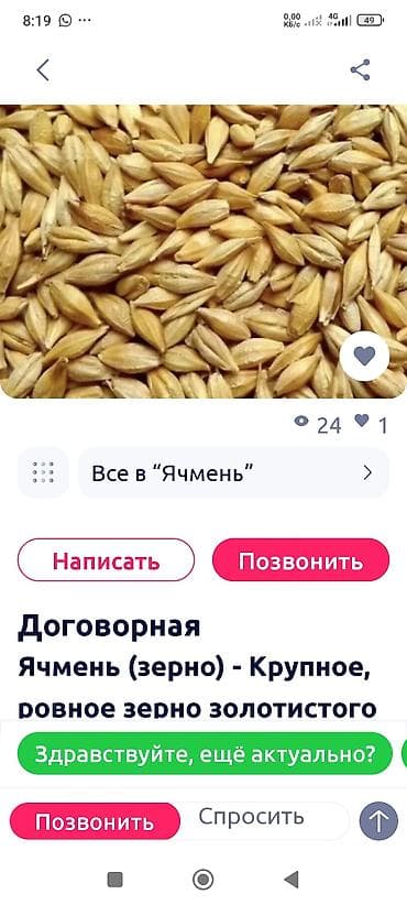 каф марям: Ячмень (зерно) - Крупное, ровное зерно золотистого цвета - Подходит — 1