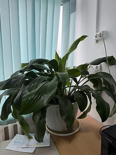 растения для офиса: Комнатные растения в декоративных горшках 1) Драцена (вероятно — 3