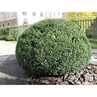 декоротивные деревья: Саженцы деревьев: Платная доставка — 3