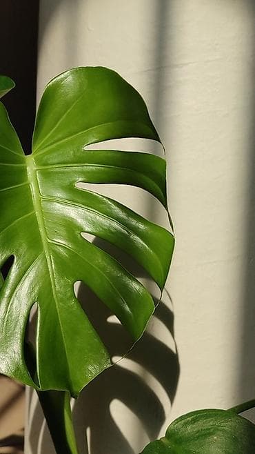 Монстеры: Монстера делициоза (Monstera deliciosa) - Ярко‑зеленые, крупные — 3