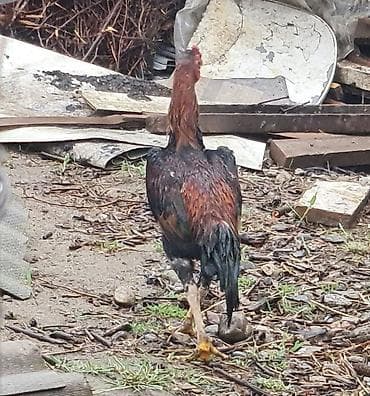 ангуз бука: Продаю | Петух | Бойцовая | Для разведения — 2