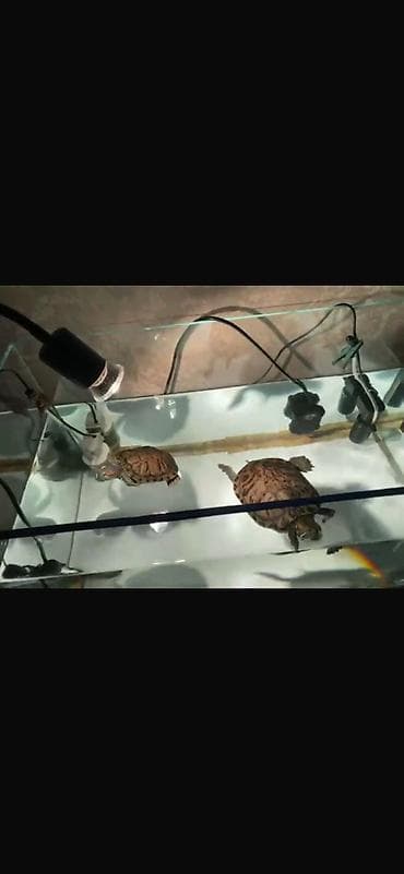 Продаются красноухие черепахи 🐢 Есть девочка и мальчик, можно