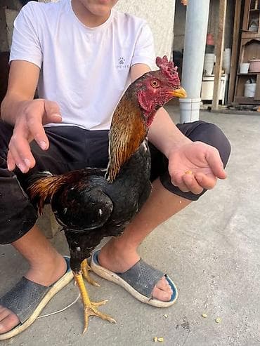 Продаю | Петух | Бойцовая, Дакан | Для разведения